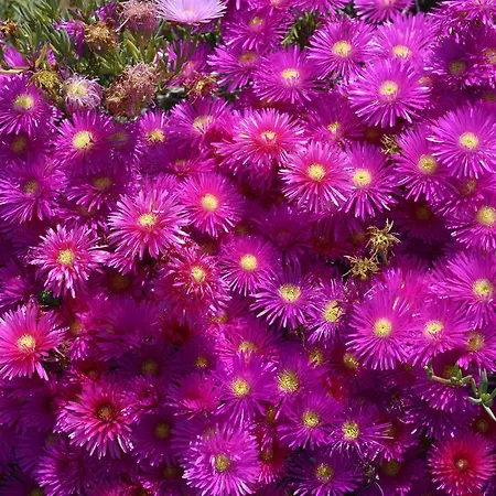 Vendégház Il Casale 2*