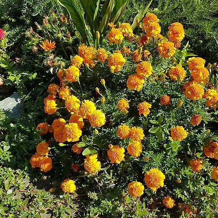 Il Casale 2* Сорренто