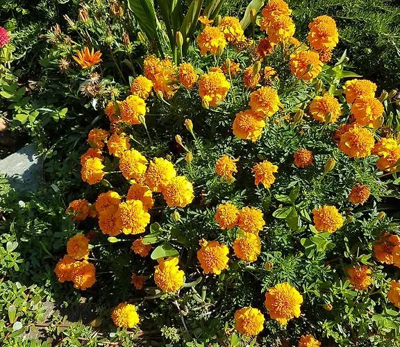 Il Casale 2* Sorrente